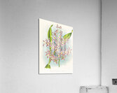 Odontoglossum odoratum var striatum Acrylic Print