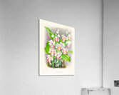 Phaius humbloti Acrylic Print