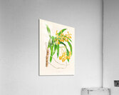 Vanda lindeni Acrylic Print