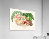 Stanhopea Tigrina Acrylic Print