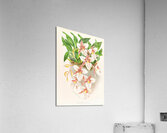 Odontoglossum rubescens Acrylic Print