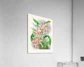 Odontoglossum schlesingerianum Acrylic Print