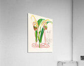 Selenipedium caudatum Acrylic Print