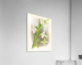 Selenipedium sedeni candidulum Acrylic Print