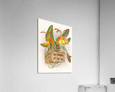 Oncidium kramerianum Impression acrylique