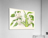 Vanda denisoniana Acrylic Print