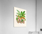 Trichocentrum albo purpureum Acrylic Print