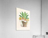 Trichocentrum Tigrinum Acrylic Print