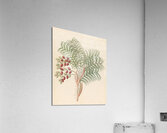 Phoenix [Phoenix reclinata] 1817 Acrylic Print