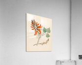 Erythrina Caffras 1817 Acrylic Print