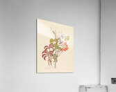 Cisfus Nov. Sp. [Cyphostemma quinatum] 1817 Acrylic Print