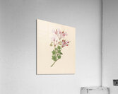 Pelargonium peltatum 1817 Acrylic Print