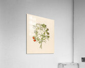 2 species of Carisfa arduina [Carissa haematocarpa] 1817 Acrylic Print