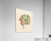 Icosandria monog. [Ochna arborea] 1817 Impression acrylique