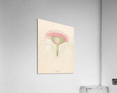 Brunswigia [Brunsvigia grandiflora] 1817 Acrylic Print