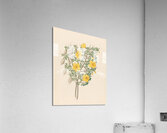 Bignoniae Nova Specie [Rhigozum obovatum] 1817 Acrylic Print