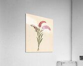 Pentand. Monog. [Lysimachia nutans] 1817 Acrylic Print