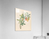 Cucumis Melothria pendula [Coccinea quinqueloba] 1817 Acrylic Print