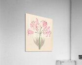 Amarillis [Boophone disticha] 1817 Acrylic Print