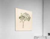 Pavetta caffra [Pavetta lanceolata] 1817 Impression acrylique