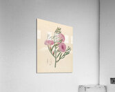 Convolvulus [Ipomoea oenotheroides] 1817 Acrylic Print