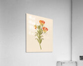 Gloriosa [Gloriosa superba] 1817 Acrylic Print