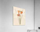Cyrtanthus [Clivia nobilis] 1817 Acrylic Print
