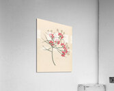 Cleome juncea. [Cadaba aphylla] 1817 Acrylic Print