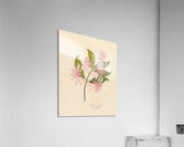 Calodendrum capense 1817 Impression acrylique