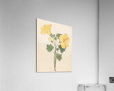 Hibiscus [Hibiscus calyphyllus] 1817 Acrylic Print