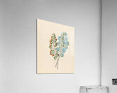 Pentand. mono. [Ehretia rigida] 1817 Acrylic Print