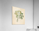 Capparis Nov. Sp. [Maerua caffra] 1817 Acrylic Print