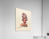 Aphyteia hydnora [Nymphaea nouchali] 1817 Acrylic Print