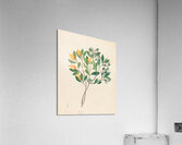 Hexand. Mono. [Mimusops obovata] 1817 Acrylic Print