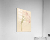 Amarillis [Crinum lineare] 1817 Acrylic Print