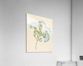 Plombago capensis [Plumbago auriculata] 1817 Acrylic Print