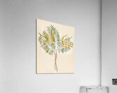 Mimosa [Acacia caffra] 1817 Acrylic Print