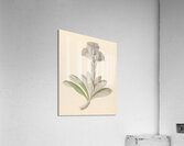 Arnica [Oldenburgia grandis] 1817 Impression acrylique