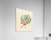 Eugenia or. Jambo [Eugenia albanensis] 1817 Acrylic Print