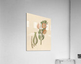 Asclepias grandiflora [Pachycarpus grandiflorus] 1817 Acrylic Print