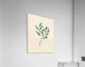 Rhamnus [Curtisia dentata] 1817 Acrylic Print