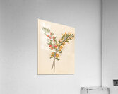 Loranthus N. Sp. [Moquiniella rubra] 1817 Acrylic Print