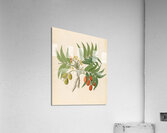 Decandria Mon. [Harpephyllum caffrum] 1817 Impression acrylique