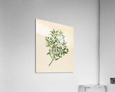 Jasminum angulare 1817 Acrylic Print