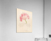 Brunswigia [Ammocharis coranica] 1817 Acrylic Print