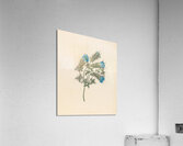 Acanthus carduifolia [Blepharis sinuata] 1817 Acrylic Print