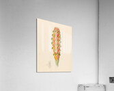 Didinamia angiosperma [Harveya hyobanchoides] 1817 Acrylic Print