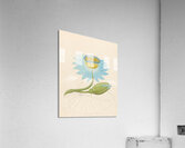 Nymphaea coerulea [Nymphaea nouchali] 1817 Acrylic Print