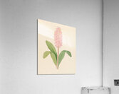 Veltheimia viridifolia [Veltheimia bracteata] 1817 Acrylic Print