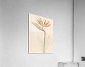 Strelitzia Reginae 1817 Impression acrylique